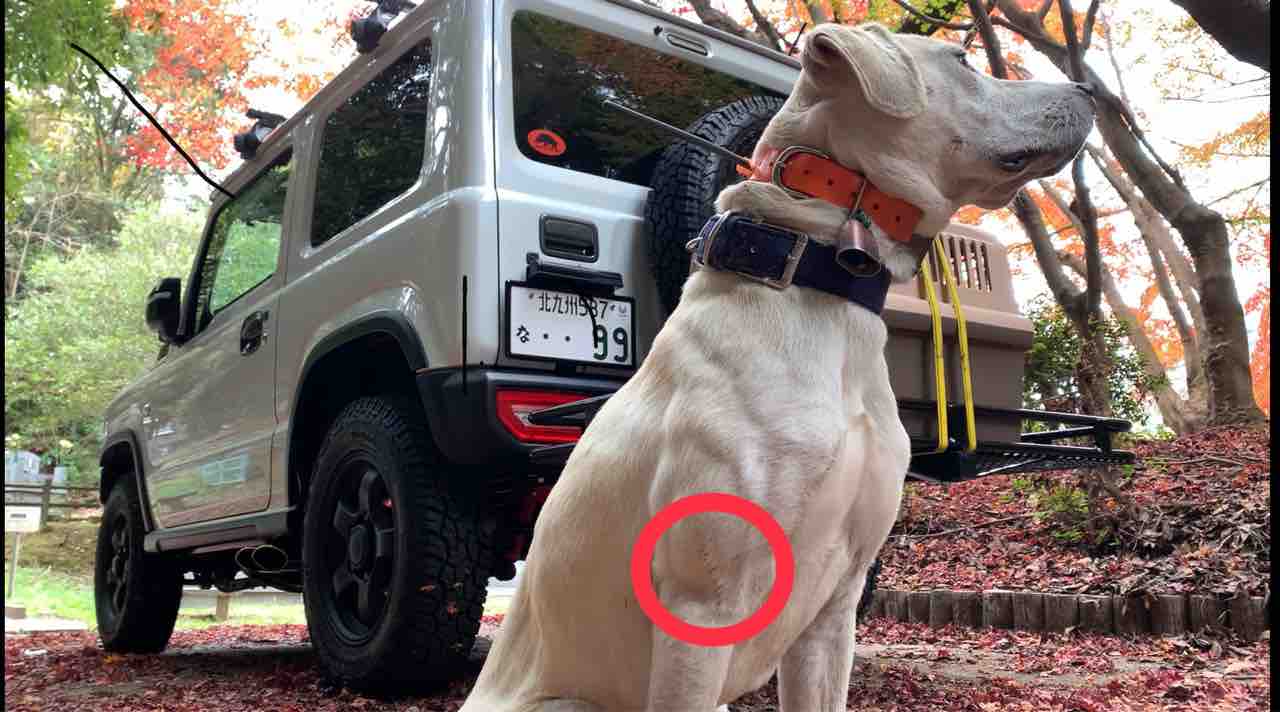 猟犬見習いカシンがイノシシに、コッソリ斬られていた件