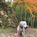 どこまでも追いかける猟犬見習いカシンと止まらない猪