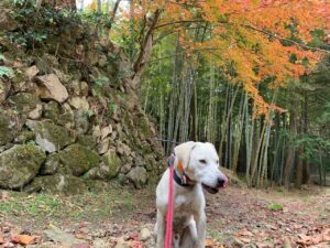 どこまでも追いかける猟犬見習いカシンと止まらない猪