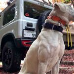 【JB64】JIMNY 4 LIFE的流行語大賞は「ジムニー納車難民」