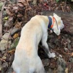 【有害駆除】猟犬見習いカシンが1歳の誕生日にイノシシを獲る!