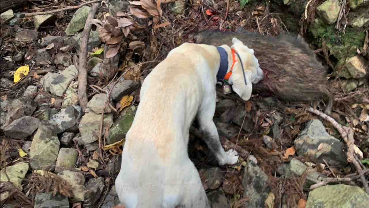 【有害駆除】猟犬見習いカシンが１歳の誕生日にイノシシを獲る！