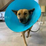 【狩猟】命がけでイノシシと対峙する猟犬たち【有害駆除】