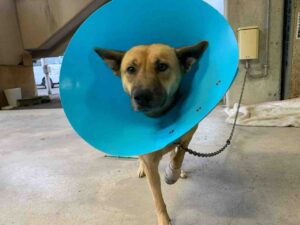 【狩猟】命がけでイノシシと対峙する猟犬たち【有害駆除】