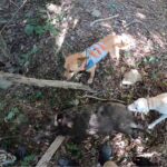 【狩猟】成長し続ける猟犬見習いカシン【有害駆除】
