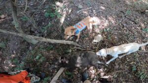 【狩猟】成長し続ける猟犬見習いカシン【有害駆除】