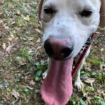 警察犬が捜査中に逃亡、その後、確保!