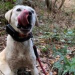 【狩猟】ぶっ飛ぶ猟犬見習いカシンにお仕置きを！【有害駆除】