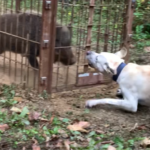 狩猟事故防止映像「事故に繋がる分岐点」②増えるわな猟の事故