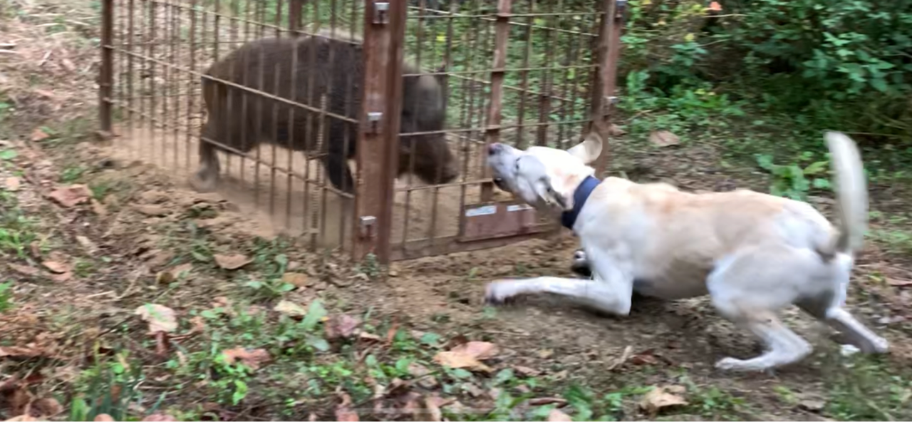 【箱罠３連発】イノシシにケガをさせられた猟犬のリハビリ・訓練