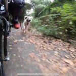 毎朝夕の猟犬の散歩の光景