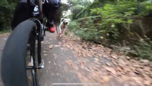 毎朝夕の猟犬の散歩の光景