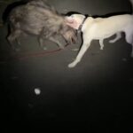 自転車で散歩中、野生のイノシシとやり合う猟犬見習い