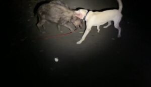 自転車で散歩中、野生のイノシシとやり合う猟犬見習い