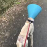 猟犬見習いカシンがイノシシにやられた!!!
