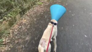 猟犬見習いカシンがイノシシにやられた!!!