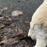 猟犬見習いカシンの完治の報告と今後のカスタムの予定