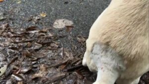 猟犬見習いカシンの完治の報告と今後のカスタムの予定