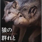 【狼の群れと暮らした男】オオカミから学ぶ狩猟スタイル