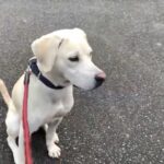 【狩猟】猟犬見習いカシンがイノシシにやられて大怪我【単独猟】
