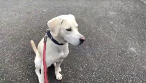 【狩猟】猟犬見習いカシンがイノシシにやられて大怪我【単独猟】