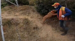 【狩猟】80才の現役勢子と攻めるイノシシ猟【有害駆除】