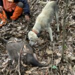 取り戻せ野生の姿 駆除イノシシを動物園のライオンに