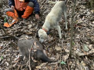 狩猟人口が減るから有害鳥獣が増えて困る?