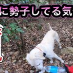 【有害駆除】猟犬に自分を合わせる狩猟スタイル【イノシシ】