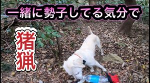 【有害駆除】猟犬に自分を合わせる狩猟スタイル【イノシシ】