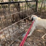 【狩猟】くくり罠にかかったイノシシに襲われ男性死亡