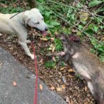 【狩猟】猟犬の本能なのか、獲ったイノシシを隠す【有害駆除】