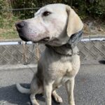 ヌタ浴びをする猟犬