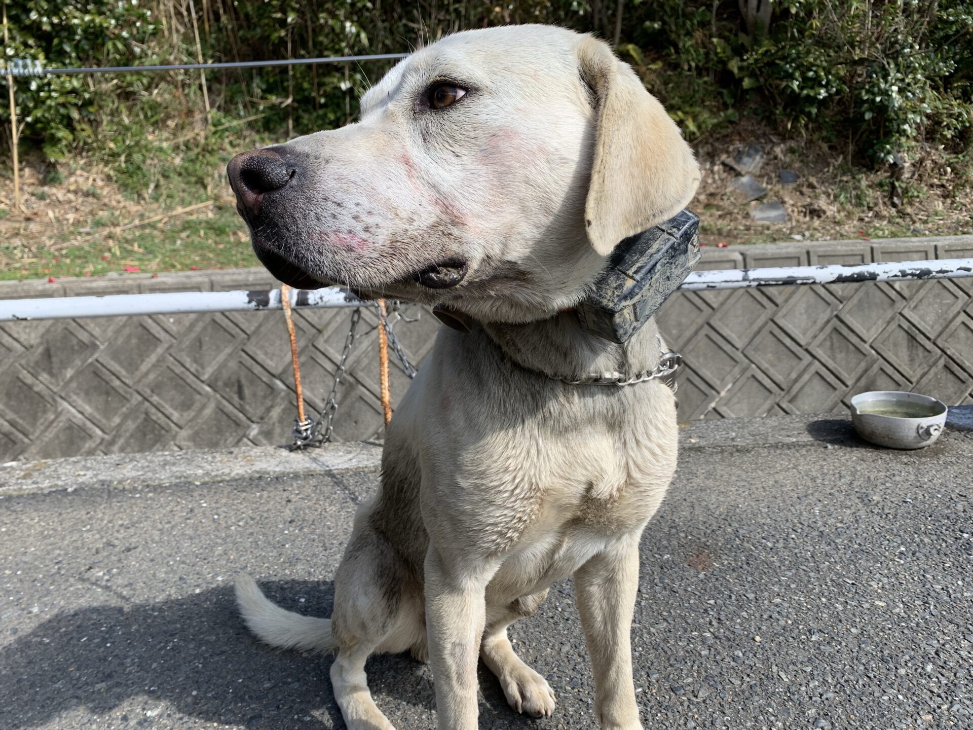 飼い犬が“かみつき”男性けが　暴力団組長“重過失傷害”で逮捕　福岡・北九州市