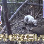 ドッグナビを最大限に活用してイノシシを獲る【狩猟】