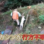 猟犬見習いカシンがイノシシを追いかけて行方不明に…。