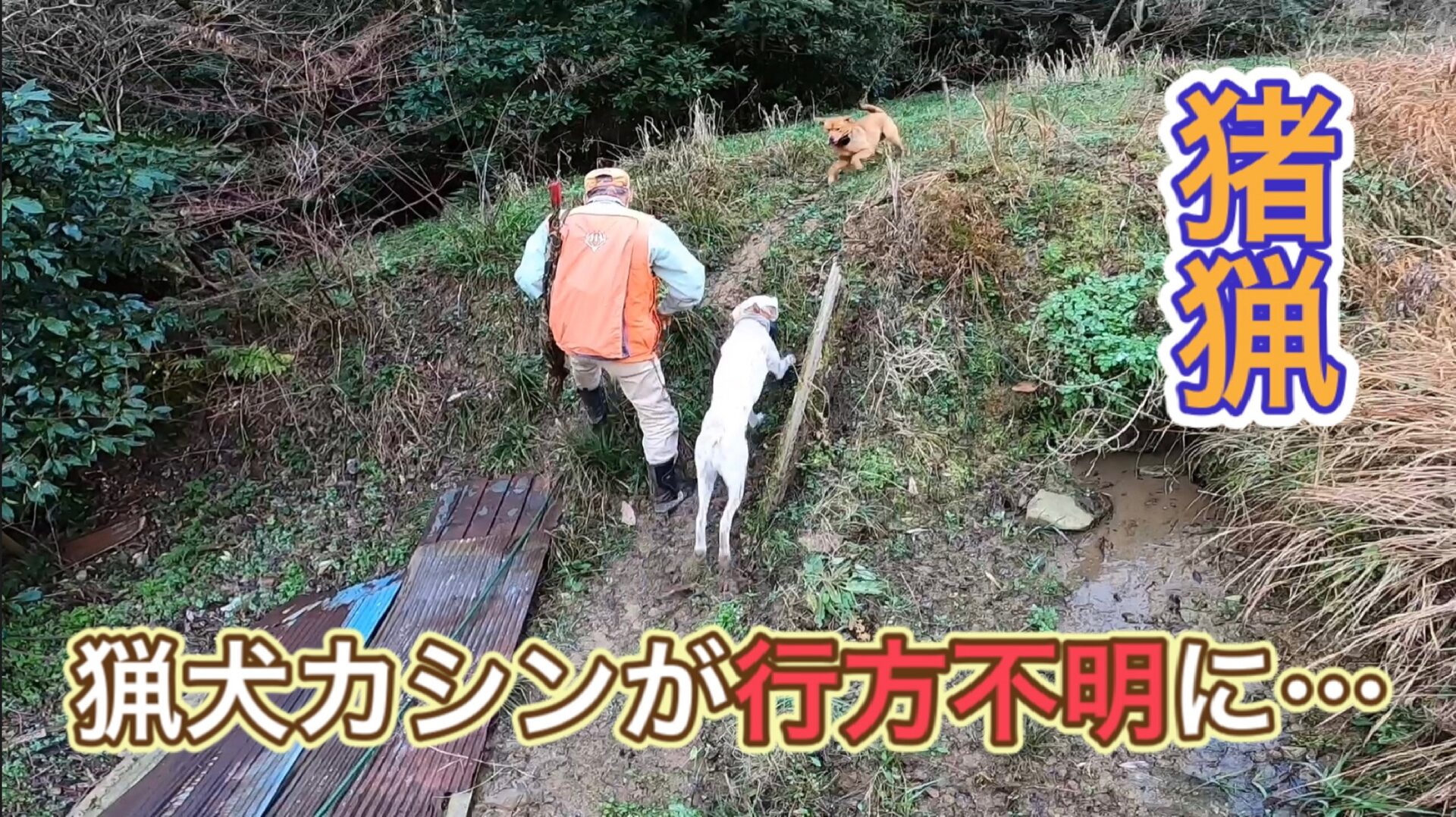 猟犬見習いカシンがイノシシを追いかけて行方不明に…。