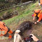 サクッと大きなイノシシが獲れる時もある