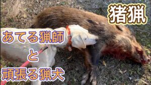 【狩猟/有害駆除】あてる猟師と頑張る猟犬【イノシシ】