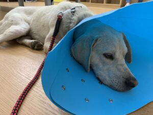 【ライブ配信】イノシシにやられたので動物病院へ【YouTube】