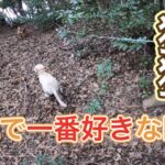 【狩猟】猟犬を使った猪猟の様子【有害駆除】