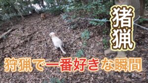 【狩猟】猟犬を使った猪猟の様子【有害駆除】