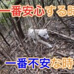 【狩猟】危険が伴うイノシシとの闘い【有害駆除】