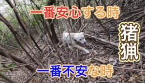 【狩猟】危険が伴うイノシシとの闘い【有害駆除】