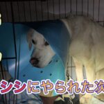 自分の犬がケガしなければ、他人の犬がケガしても構わないという危険な思想