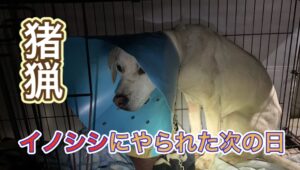 自分の犬がケガしなければ、他人の犬がケガしても構わないという危険な思想