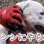 カシンがイノシシにやられる