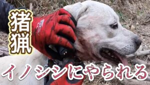 カシンがイノシシにやられる