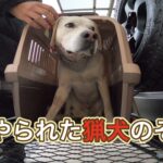 イノシシにやられた猟犬のその後