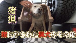 イノシシにやられた猟犬のその後